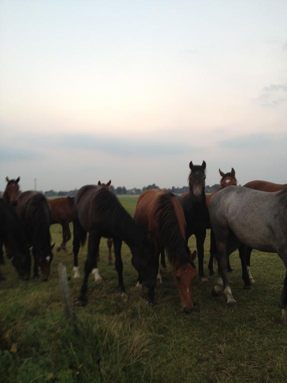 Farm Stay Hof Auf Der Wurp Harrierwurp 외부 사진